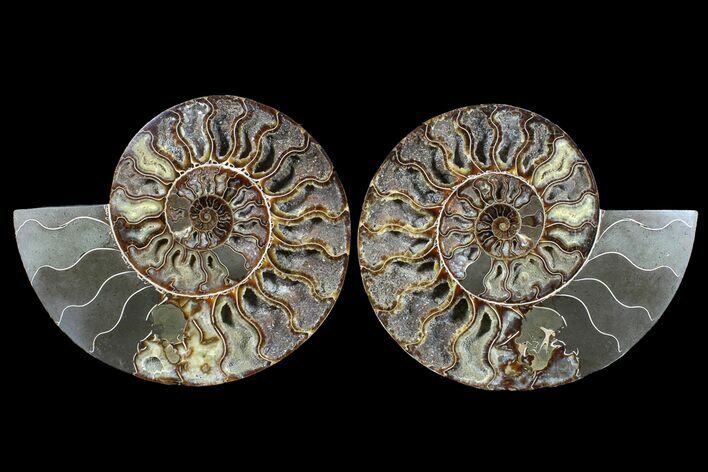 Cut & Polished Ammonite Fossil - Deep Crystal Pockets #165975